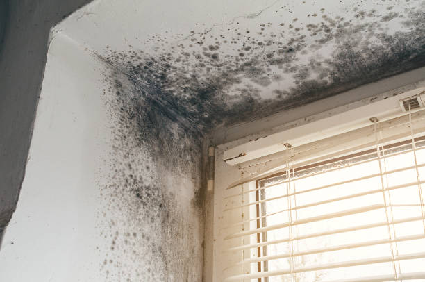 Affordable Basement Mold Removal solutions in Wye Mills, MD