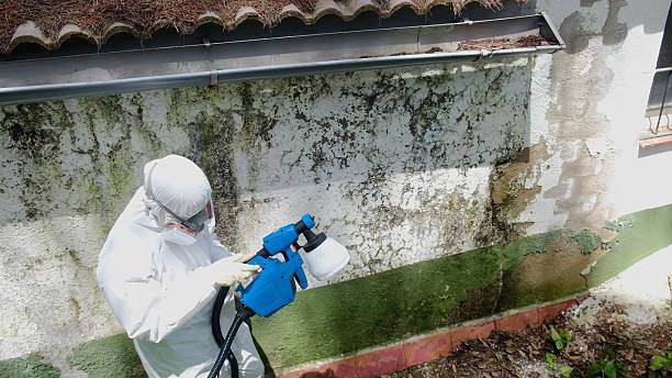 Top rated local Basement Mold Removal specialists in Wye Mills, MD